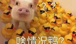 猪头吃瓜爆料图片表情包,趣味横生，笑料百出